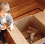 Clumsy-toddler-headbutts-cat-in-box