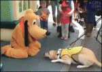 Dog-meets-Pluto
