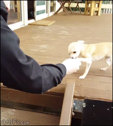 Chihuahua-puppy-stairs-fail