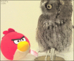 Owl-toy-reaction