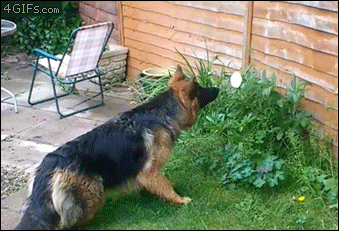 Dog-scared-of-flower