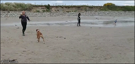 Dog-gives-up-during-fetch