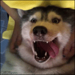 Happy-husky-head-massage-tongue
