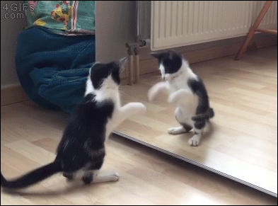 Kitten-meets-reflection