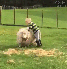 Kids-riding-sheep
