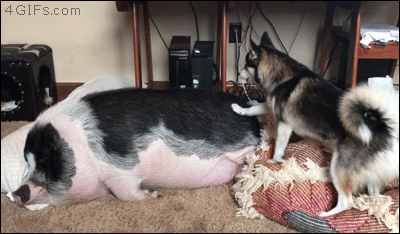 Husky-dog-wakes-pig