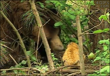 Cat-vs-grizzly-bear