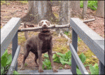Dog-figures-out-how-to-carry-stick-across-bridge