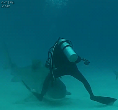 Shark-leg-scuba-diver