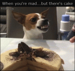 Angry-dog-vs-cake