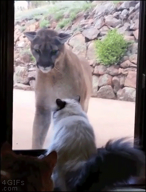 House-cat-mountain-lion-glass-door