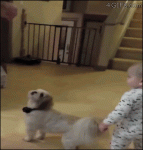 Baby-copies-dogs-trick