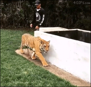 Sneaking-up-and-scaring-tiger