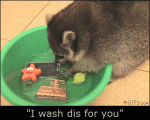 Raccoon-washes-cell-phone