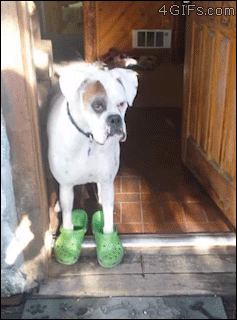 Boxer-dog-crocs-sandals