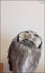 Owl-feather-reaction