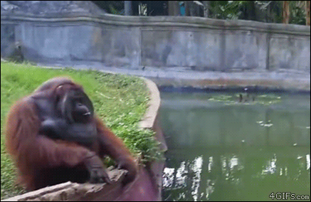 Orangutan-smooth-catch-reflexes