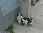 Dog-climbs-fence-uses-wall