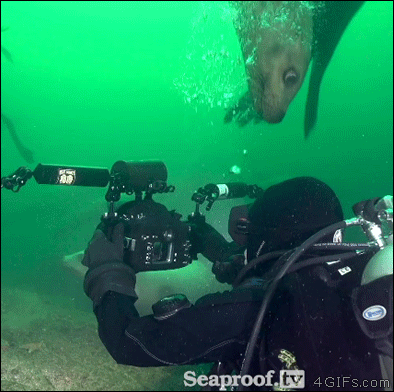 Seal-bites-scuba-diver-head-nom