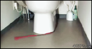 Toiletcat-chases-leash