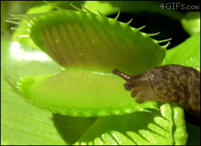 Venus-flytrap-vs-slug