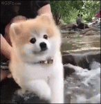 Fluffy-dog-air-swimming