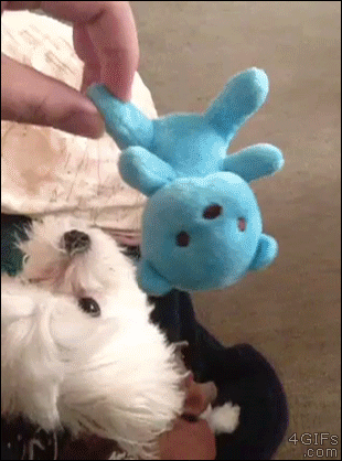 Dog-toy-throw-tricked