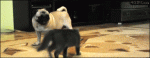 Dog GIFs