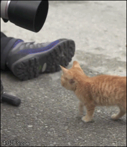 Kitten-climbs-cameraman
