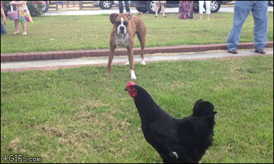 Boxer-tries-playing-with-chicken