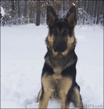 Dog-searches-for-snowball