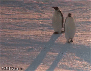 Penguin-walking-Bobblehead