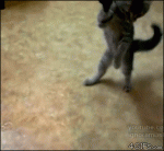 Kitten-stands-attacks