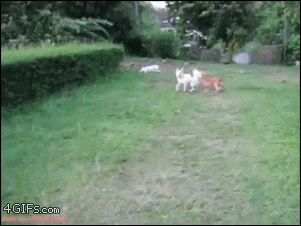 Dogs-explode-bushes-hedge-jump