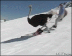 Skiing-ostrich