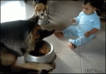 Kid-dog-food-bowl-tug-of-war