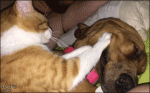 Cat-massages-dog-face