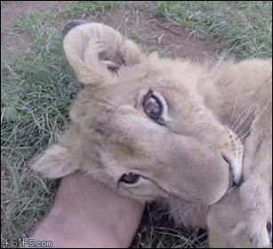 Lion-cub-yawn
