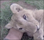Lion-cub-yawn