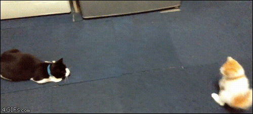 Kitten-vs-cat-sideways-hopping