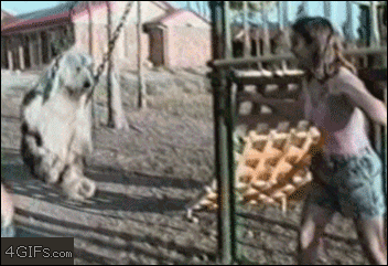 Dog-swings-like-human