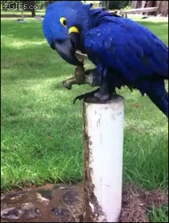 Smart-parrot-showers