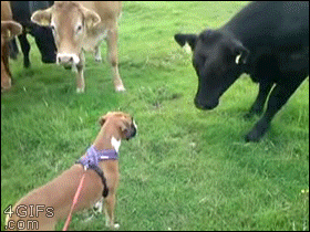 Dog-befriends-cows
