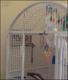 Headbanging-cockatoo-exercises