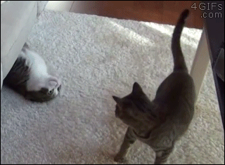 Slinky-cat-attack