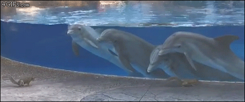 Dolphins-fascinated-by-squirrels