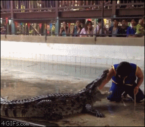 Crocodile-scare.gif