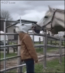 Horse-mask-girl-surprises-horse