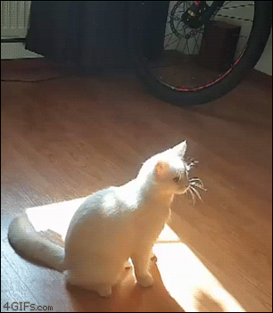 Cat-vs-dust