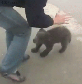 Bear-cub-attack